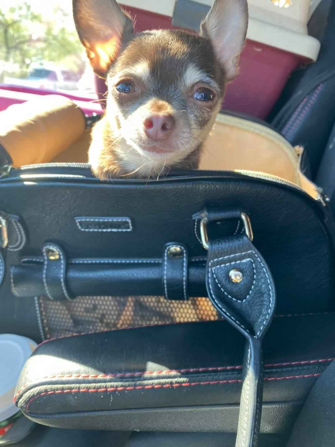 Help us to reach our goal of saving 1000 rescued dogs in 2021 image