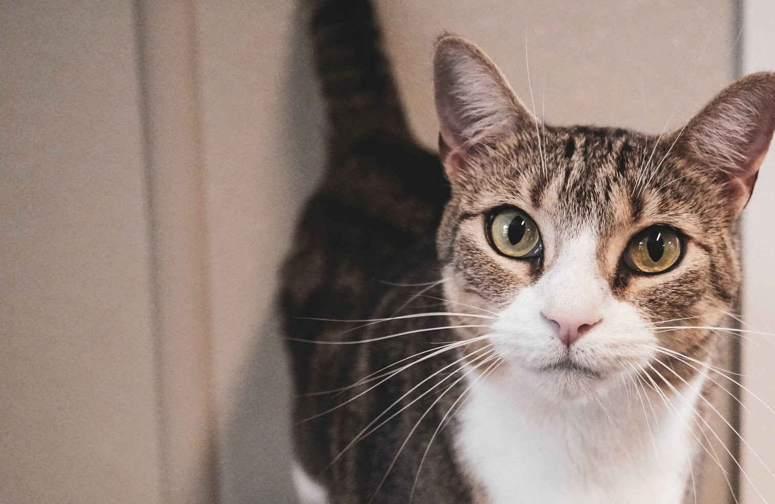 Donate Today to Help Animals image