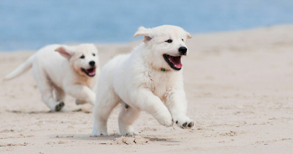 Aloha Ilio Rescue Aloha Ilio Rescue