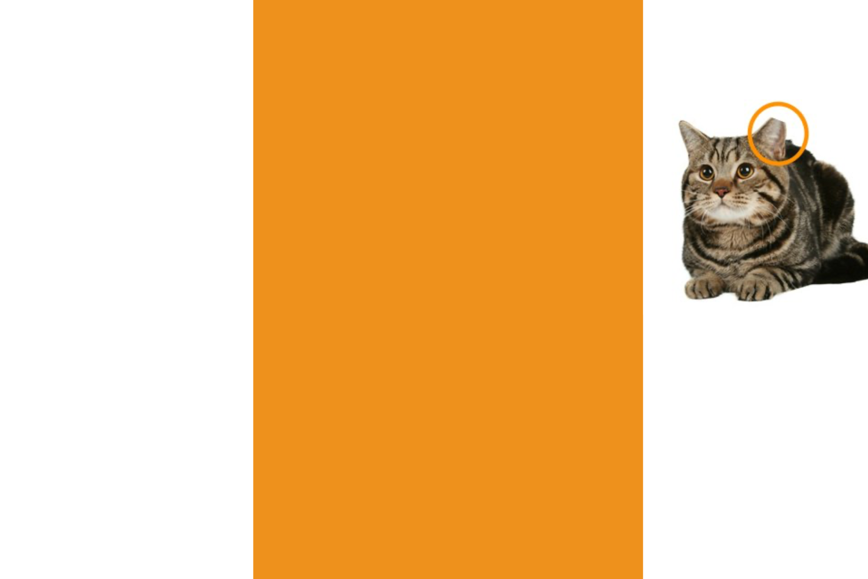 Help our Community Cats! image