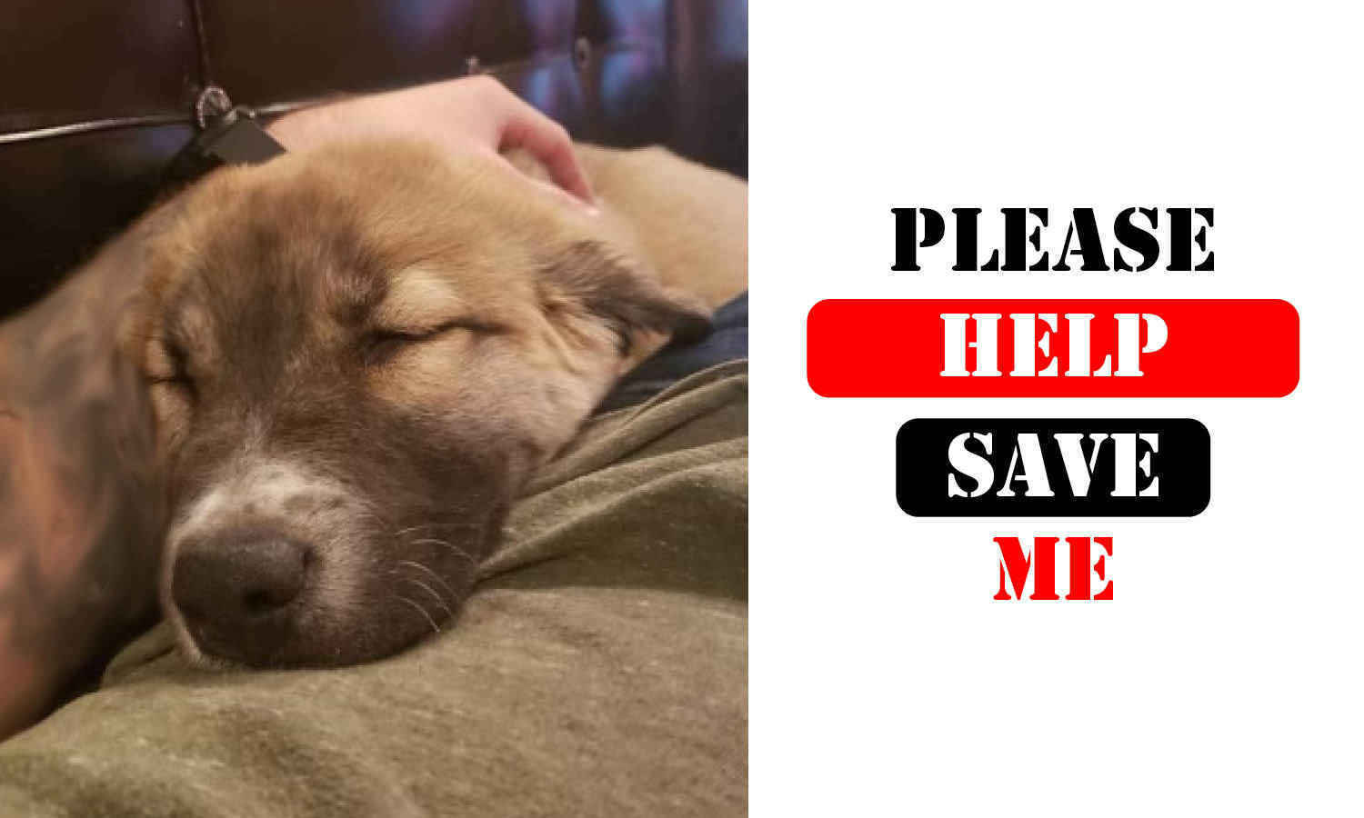 PLEASE HELP A DOG WHO LOVES HIS SOLDIER image