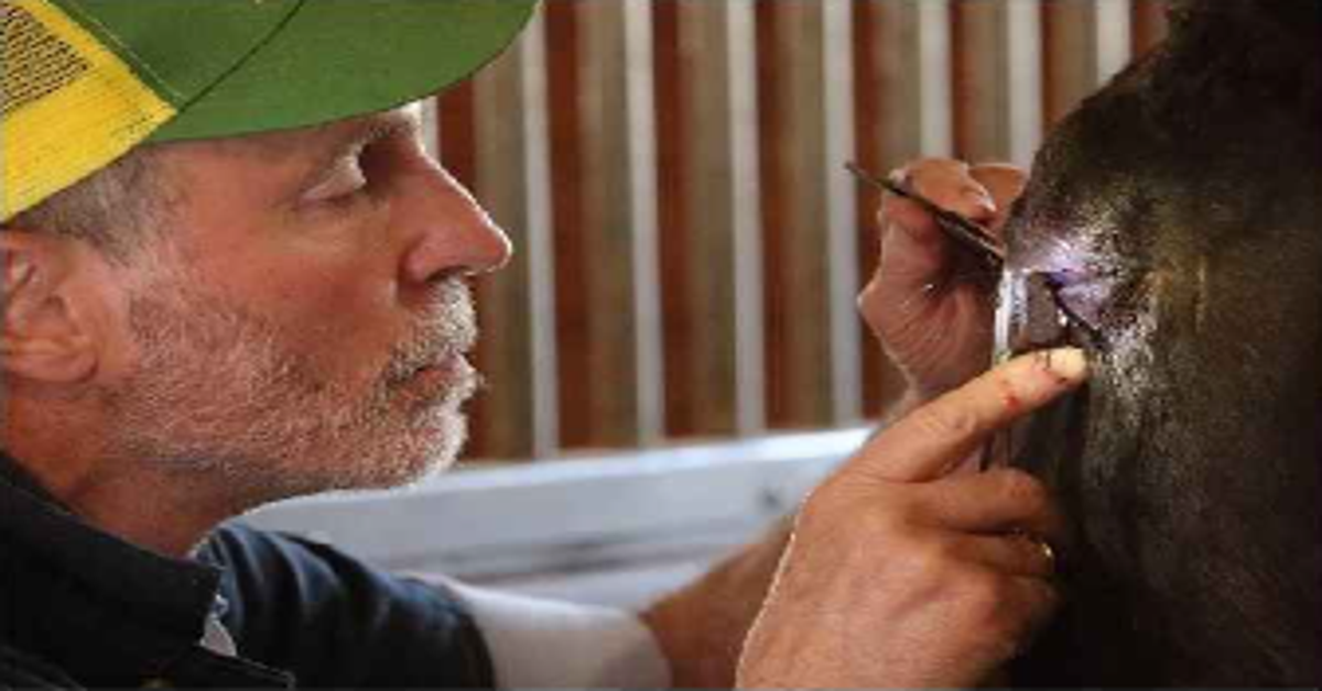 R.A. Dubensky, DVM, Memorial Fund image