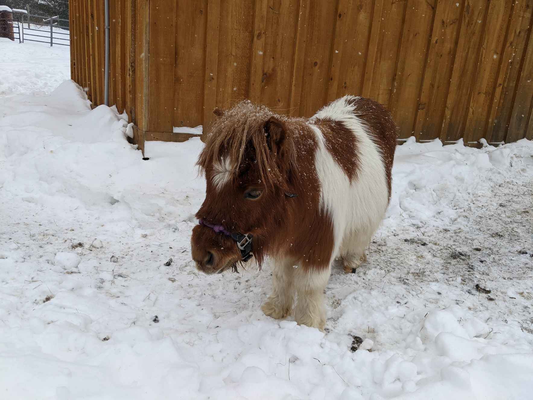 Sponsor Lollipop Minihorse image