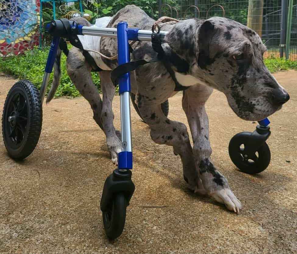 Make a difference for more dogs like Rey Rey! image