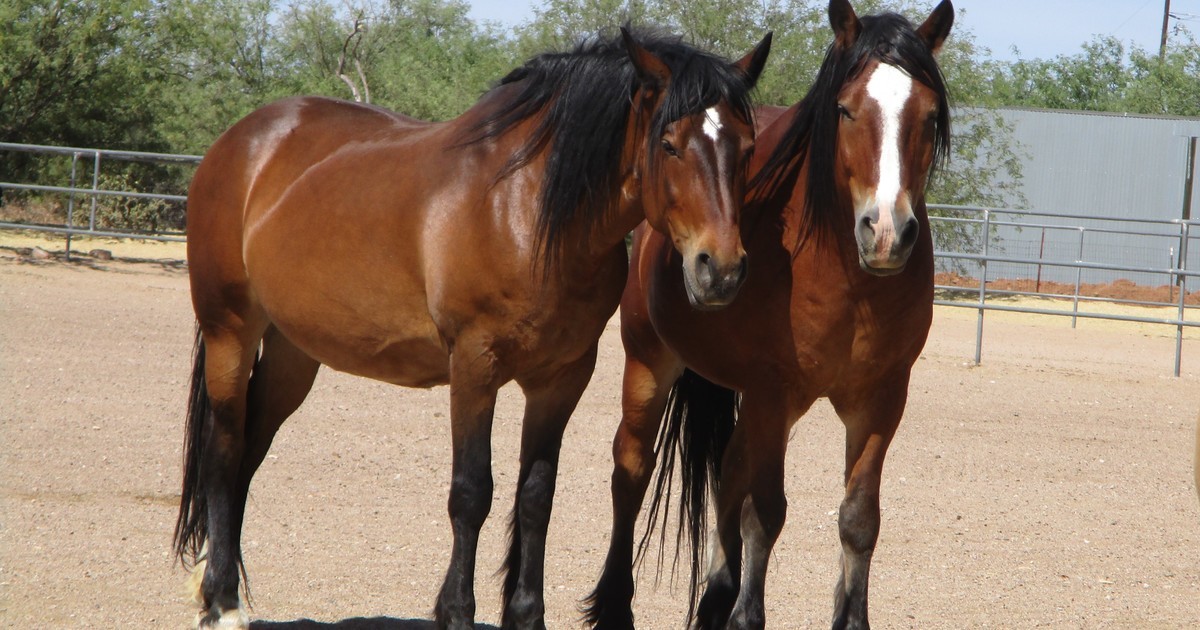 Equine Voices Rescue & Sanctuary One Time Donations