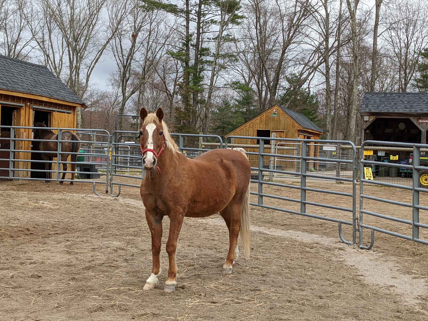 Sponsor Sunny the Pony image