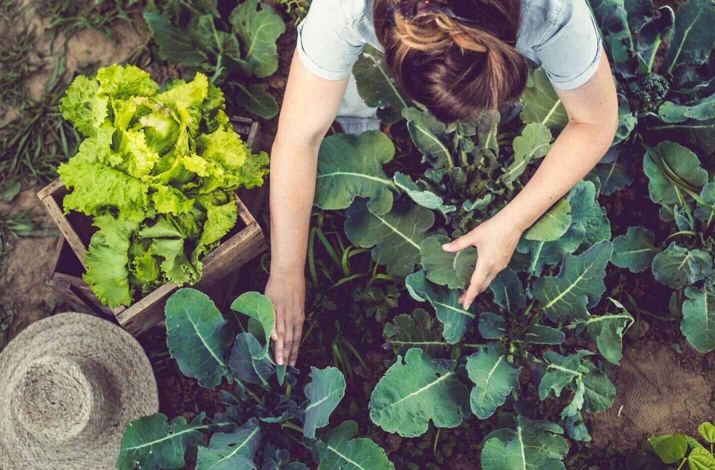 Call for Sponsors to Support Planting at Home image