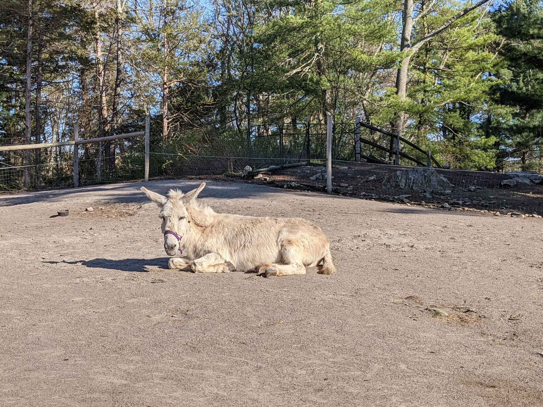 Sponsor Adele the Donkey image