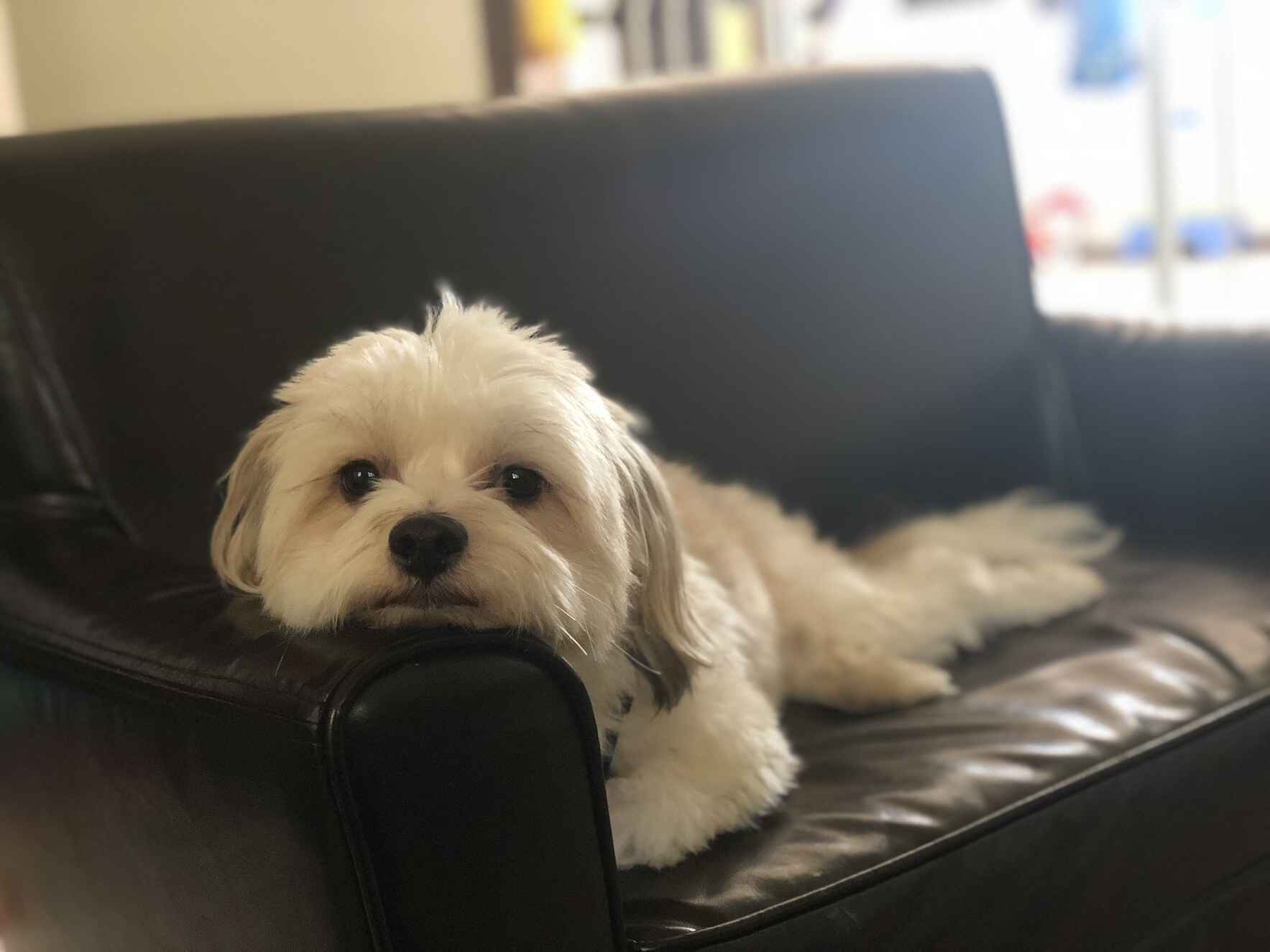 Monkey's House a Dog Hospice and Sanctuary StudioSArchitecture_MH