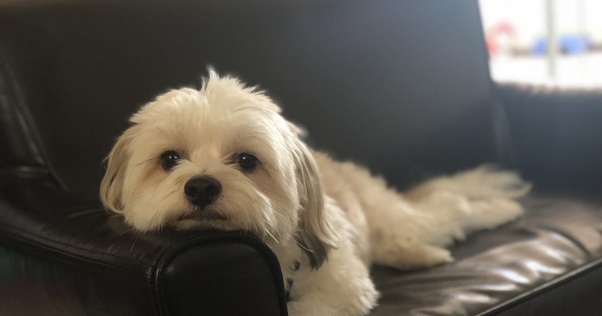 Monkey's House a Dog Hospice and Sanctuary StudioSArchitecture_MH