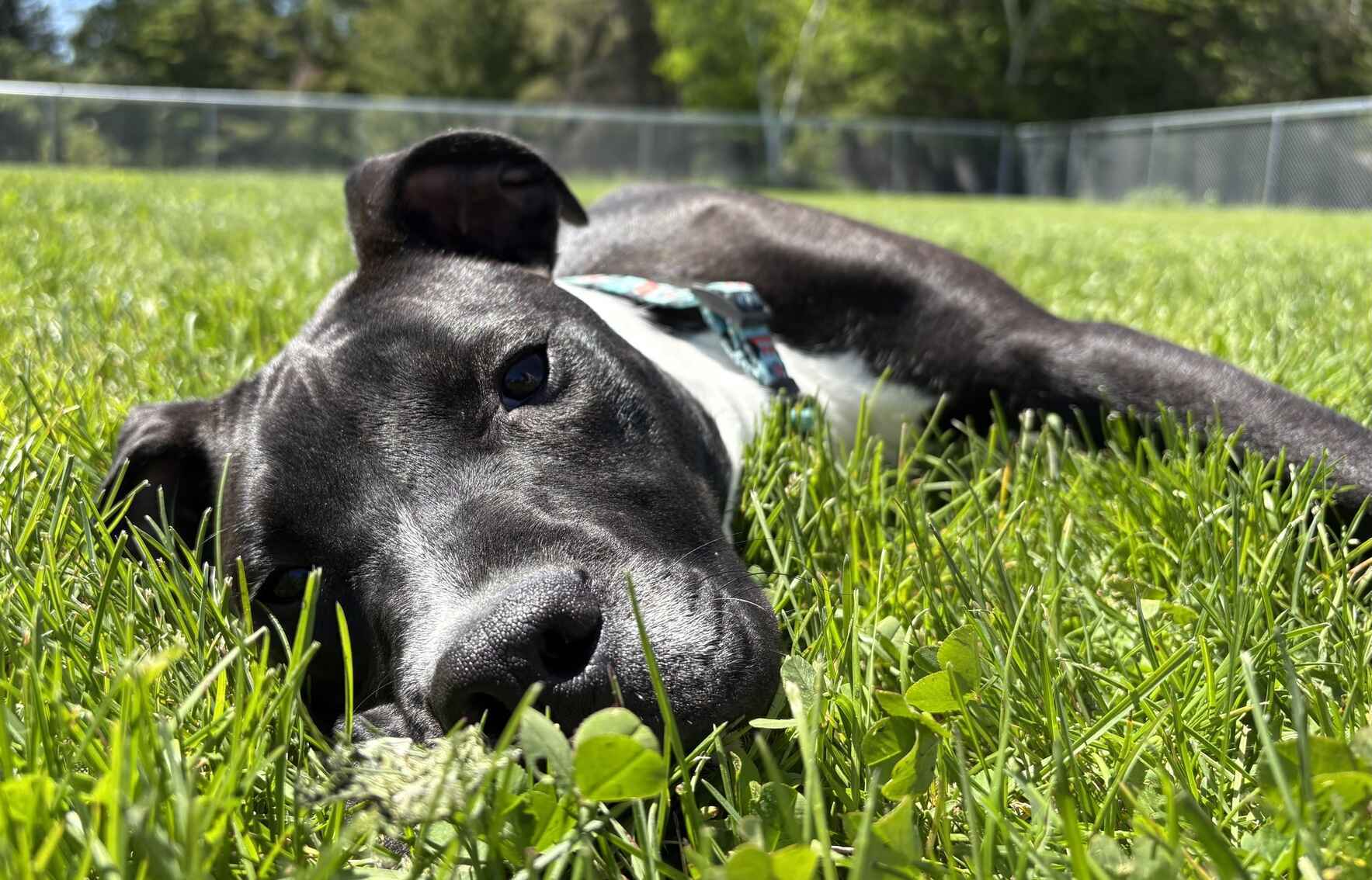 Will you help us care for the homeless & abandoned animals in our community?  image