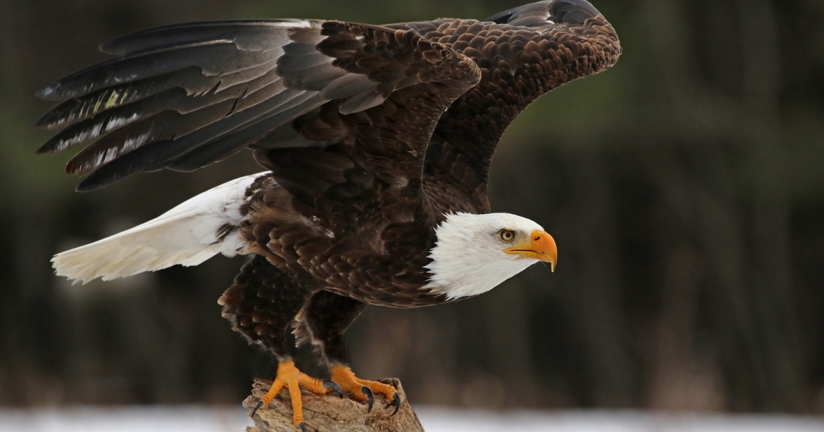 OJAI RAPTOR CENTER - ORC Endowment Fund