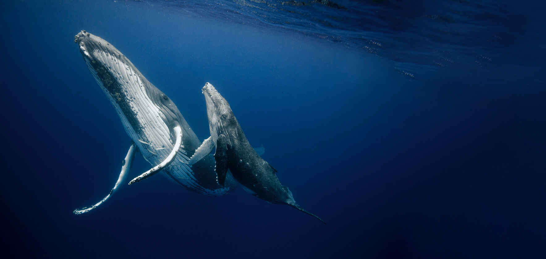 Our Water Planet needs your support this World Ocean Day and every day image