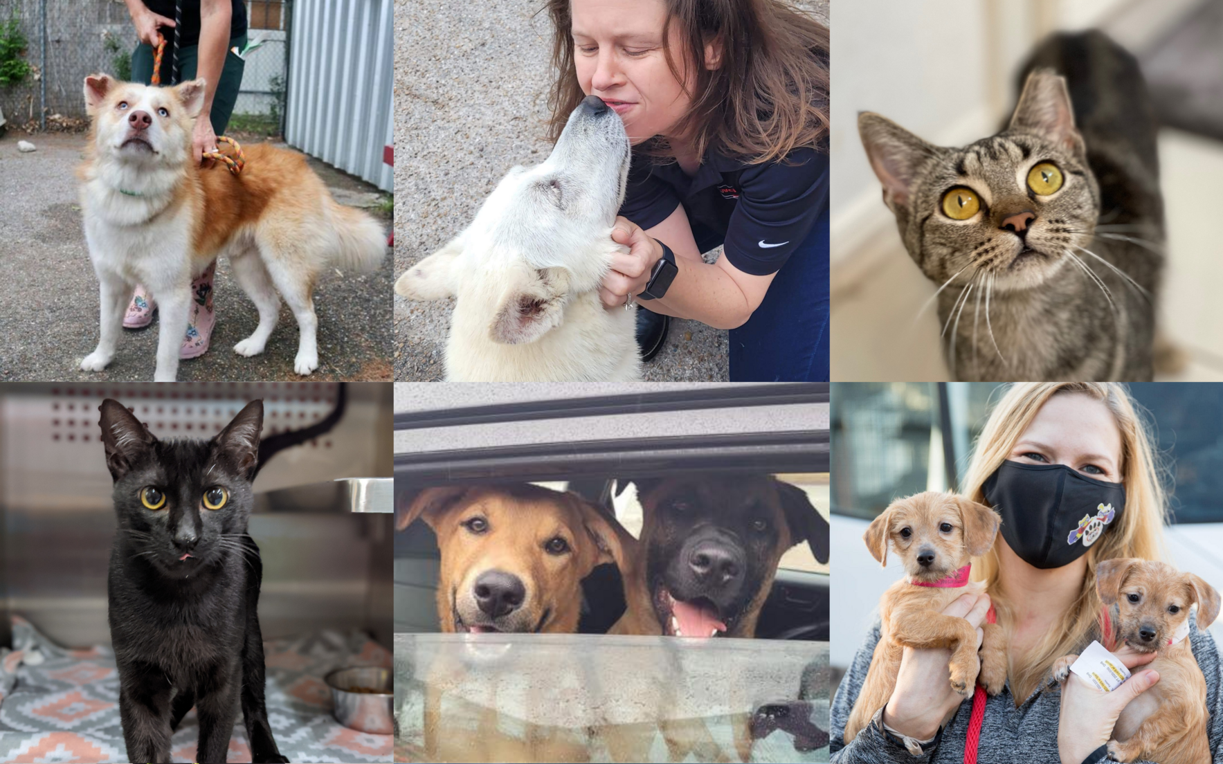 Help RPM keep saving animals from Harris County Animal Shelter image