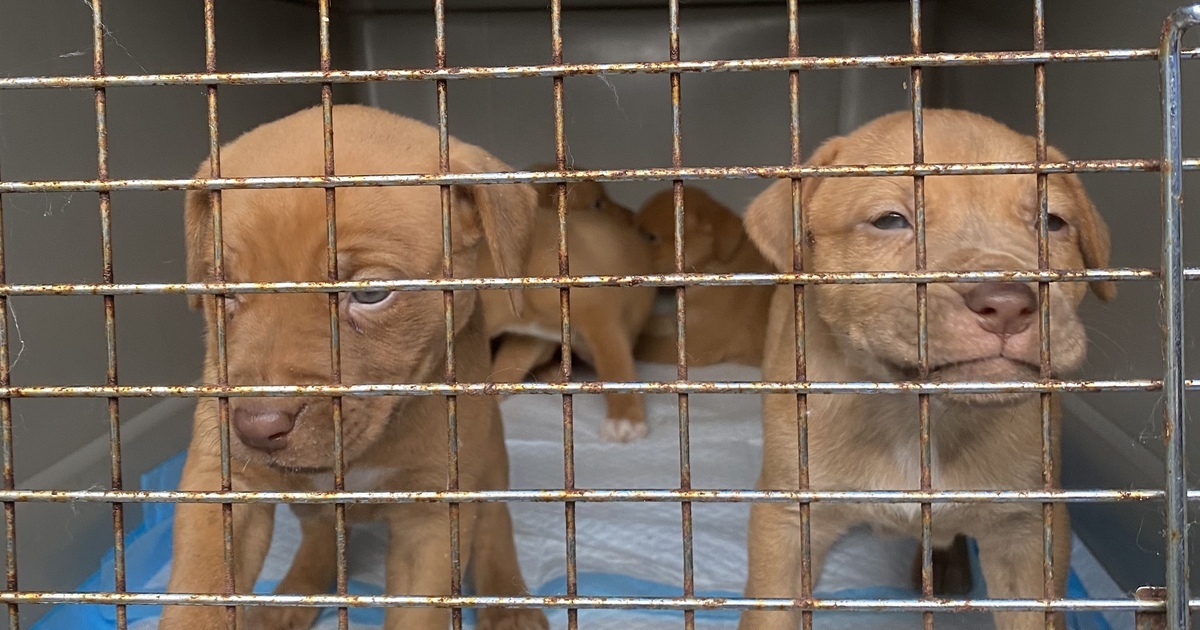 Sanctuary Rescue Sanctuary Rescue Inc - A Thousand Little Felonious Puppies