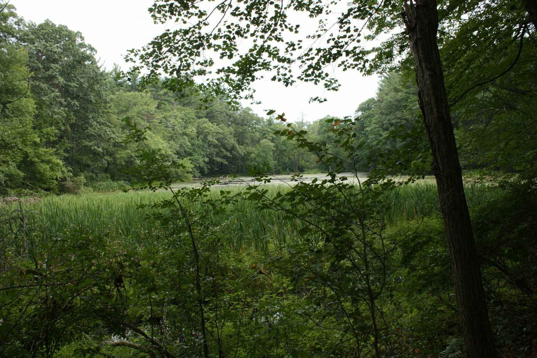 Donate to A Virtual Lyceum: The Art of Perception! image