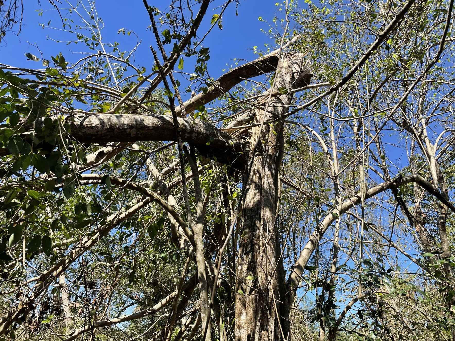 Help Woodlands Conservancy recover from Hurricane IDA image