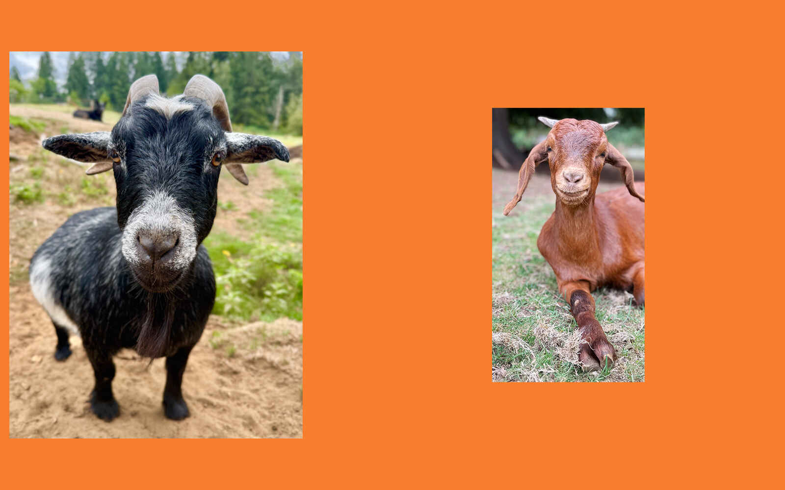 We are grateful for your support! You are truly making a difference in the lives of these rescued animals. image