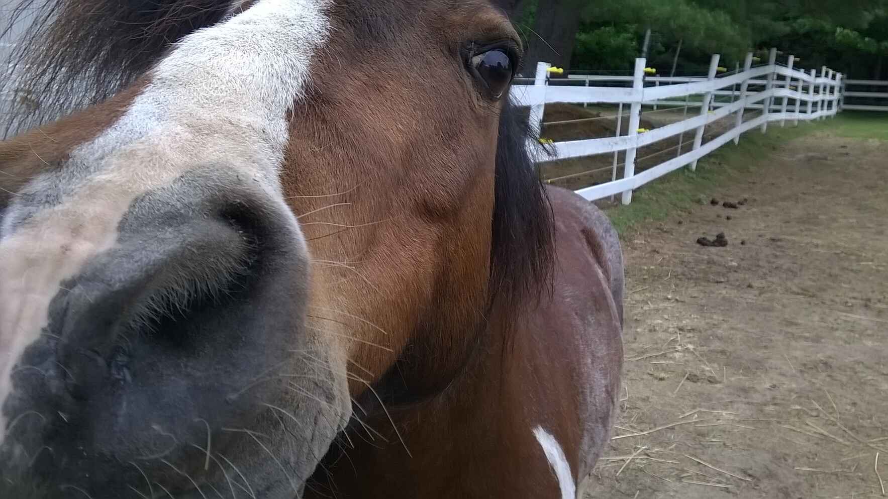 RTT Horses and Riders Need You!  image