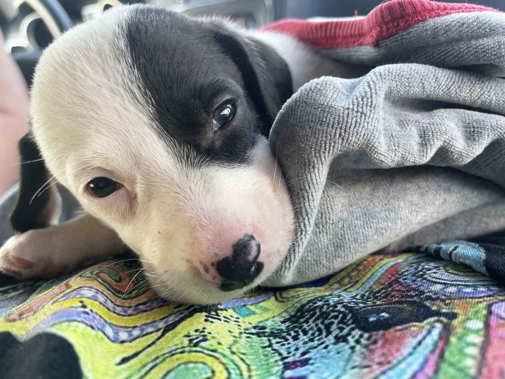 Help Save Blue image