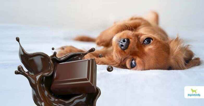 Celebrate with heavenly Chocolate!  image
