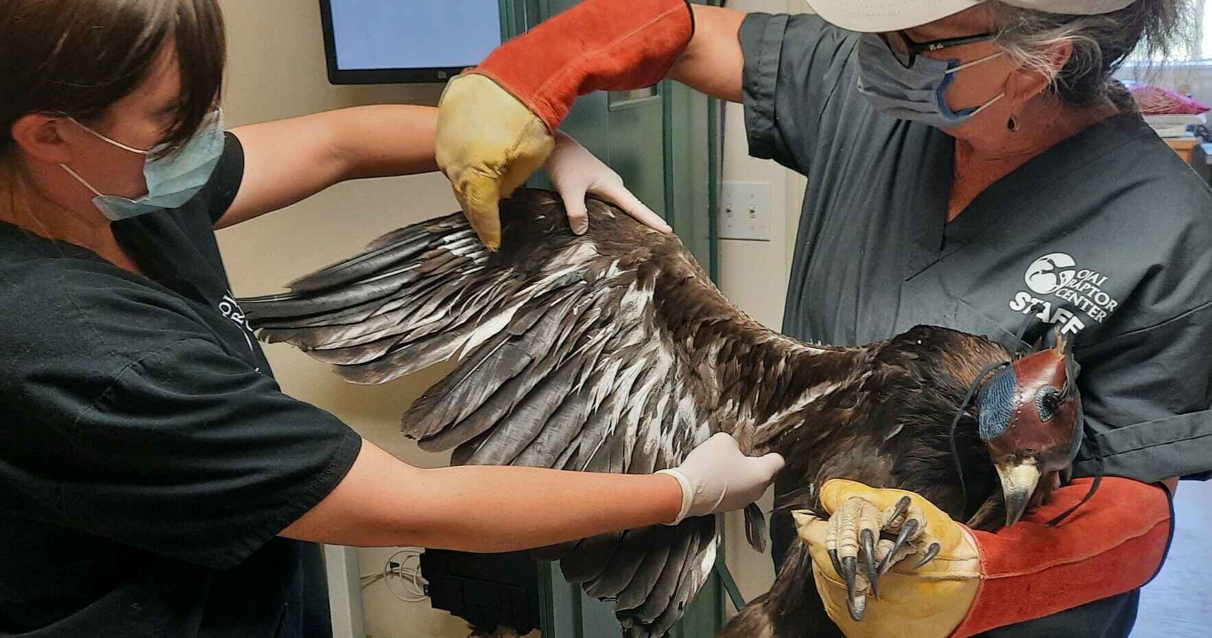 Donate to Help Raptors Take Wing image