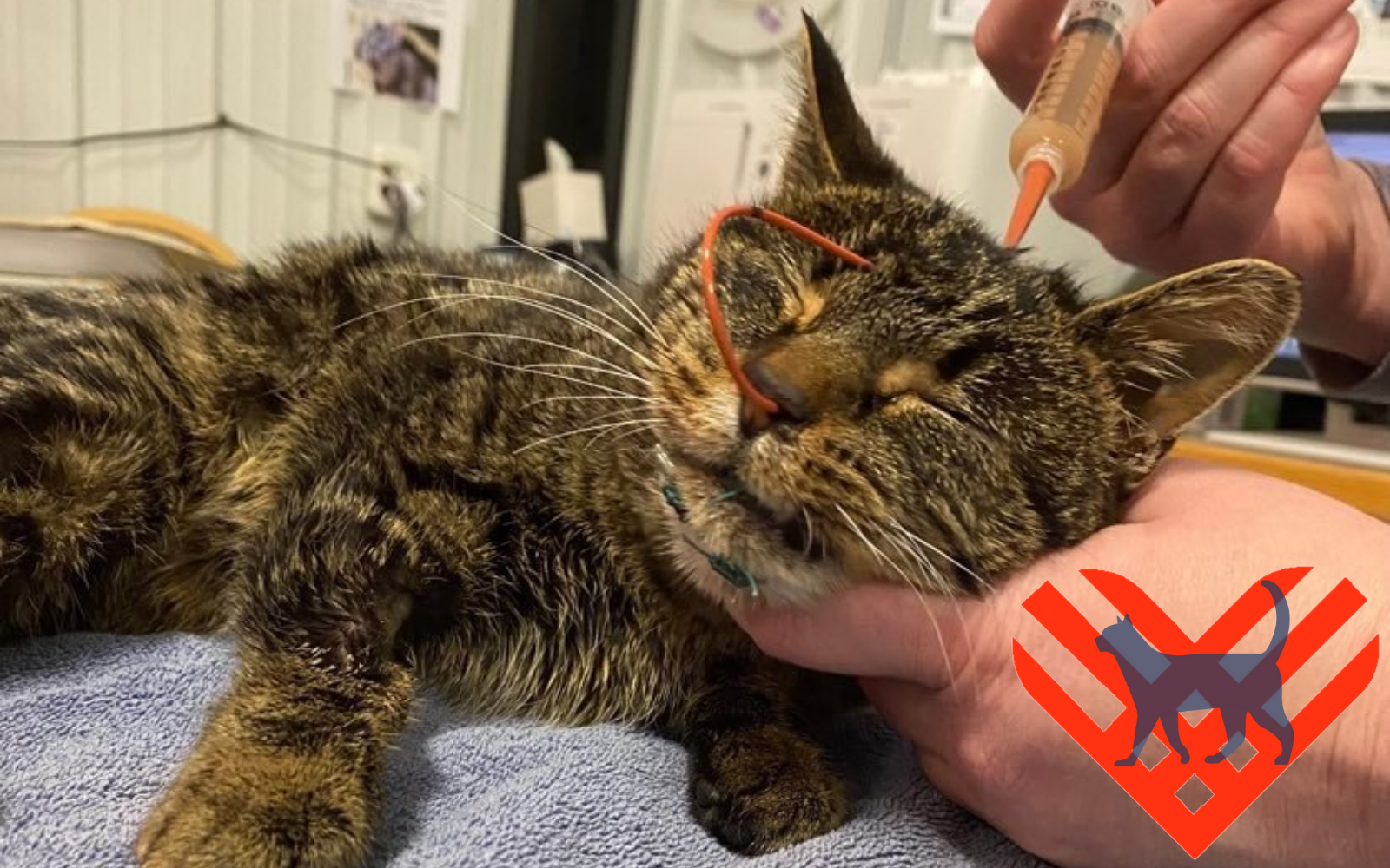 Give radically to support cats this GivingTuesday image
