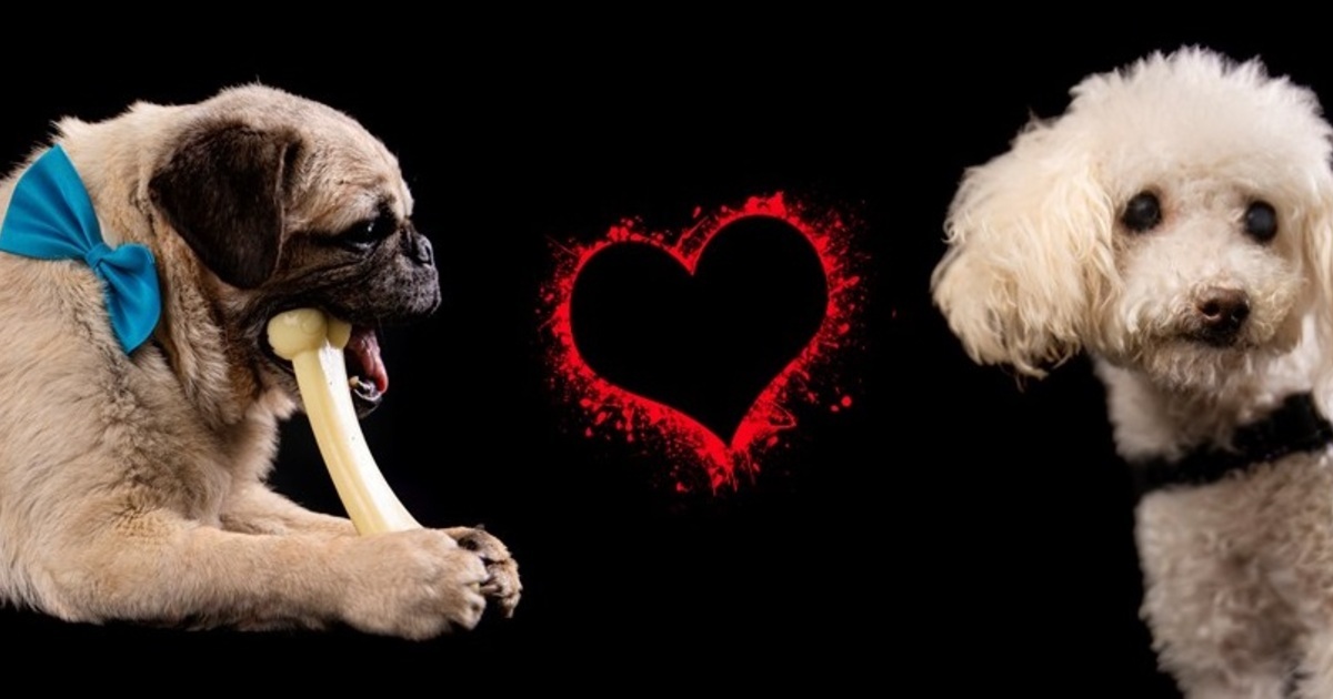 Monkey's House a Dog Hospice and Sanctuary 2021 Year End Giving Campaign