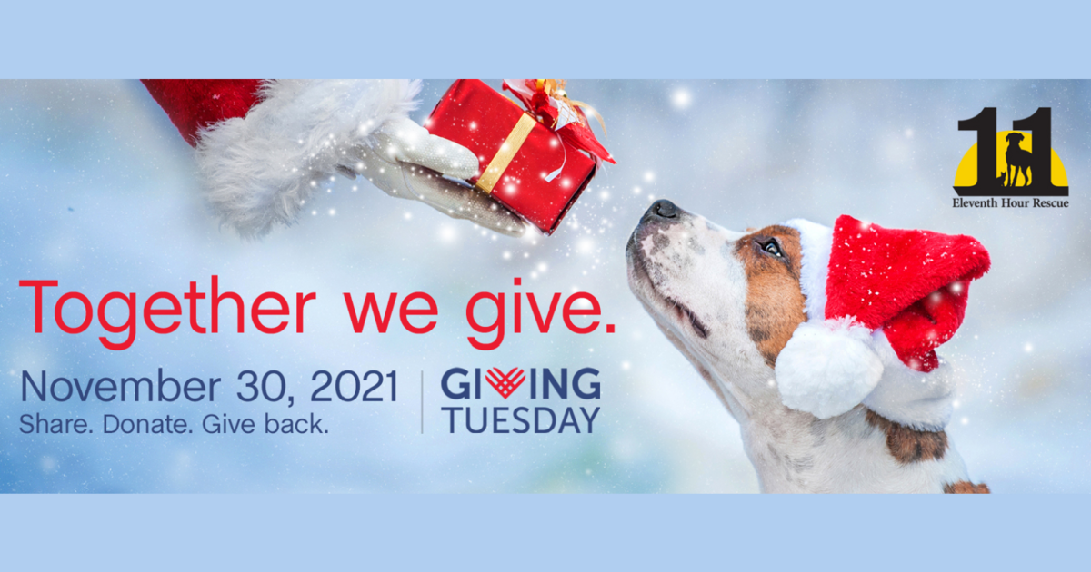 11th Hour Rescue Eleventh Hour Rescue - #GivingTuesday2021