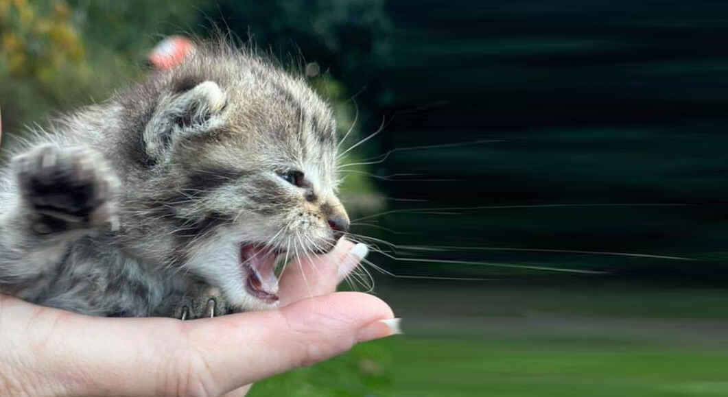 Together We Save The Kittens image