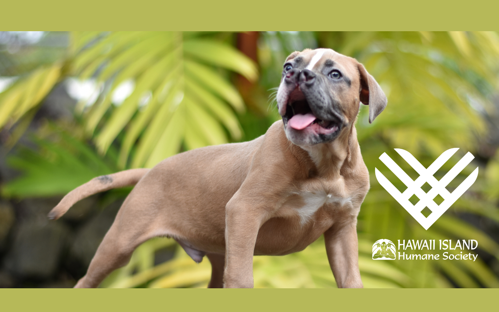 Hawaii Island Humane Society - Giving Tuesday 2021