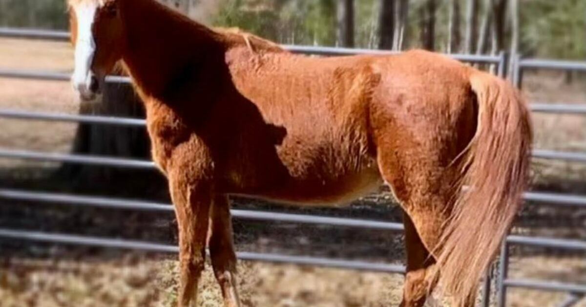 MISSISSIPPI HORSES INC Mississippi Horse Rescue