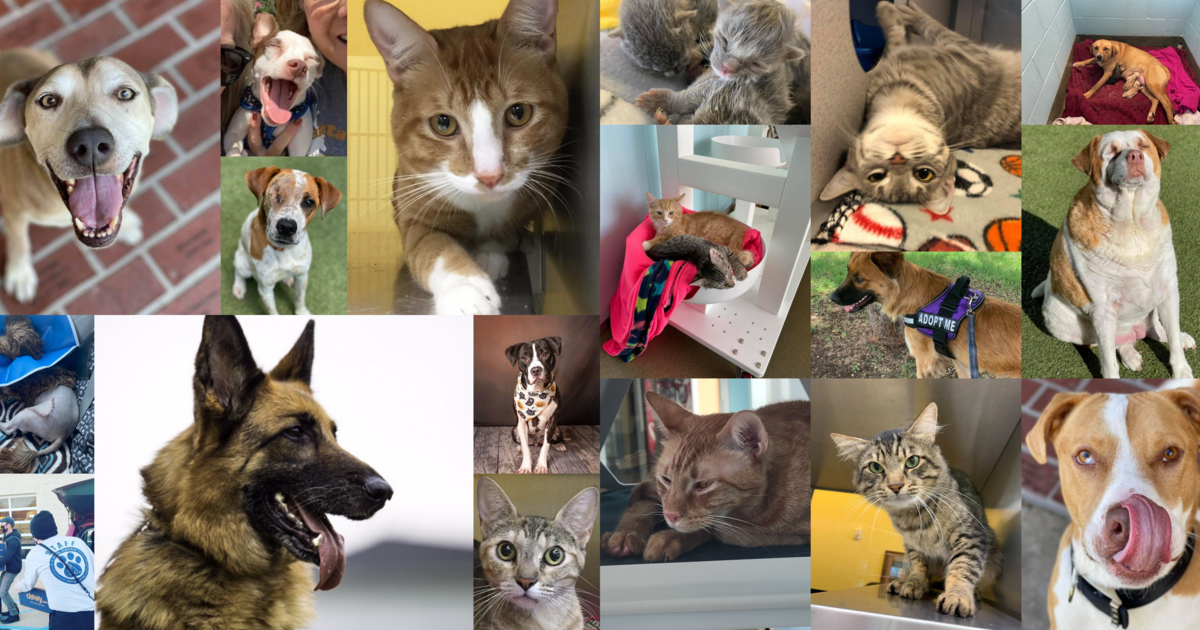 DENTON ANIMAL SUPPORT FOUNDATION INC DASF Donation 2022