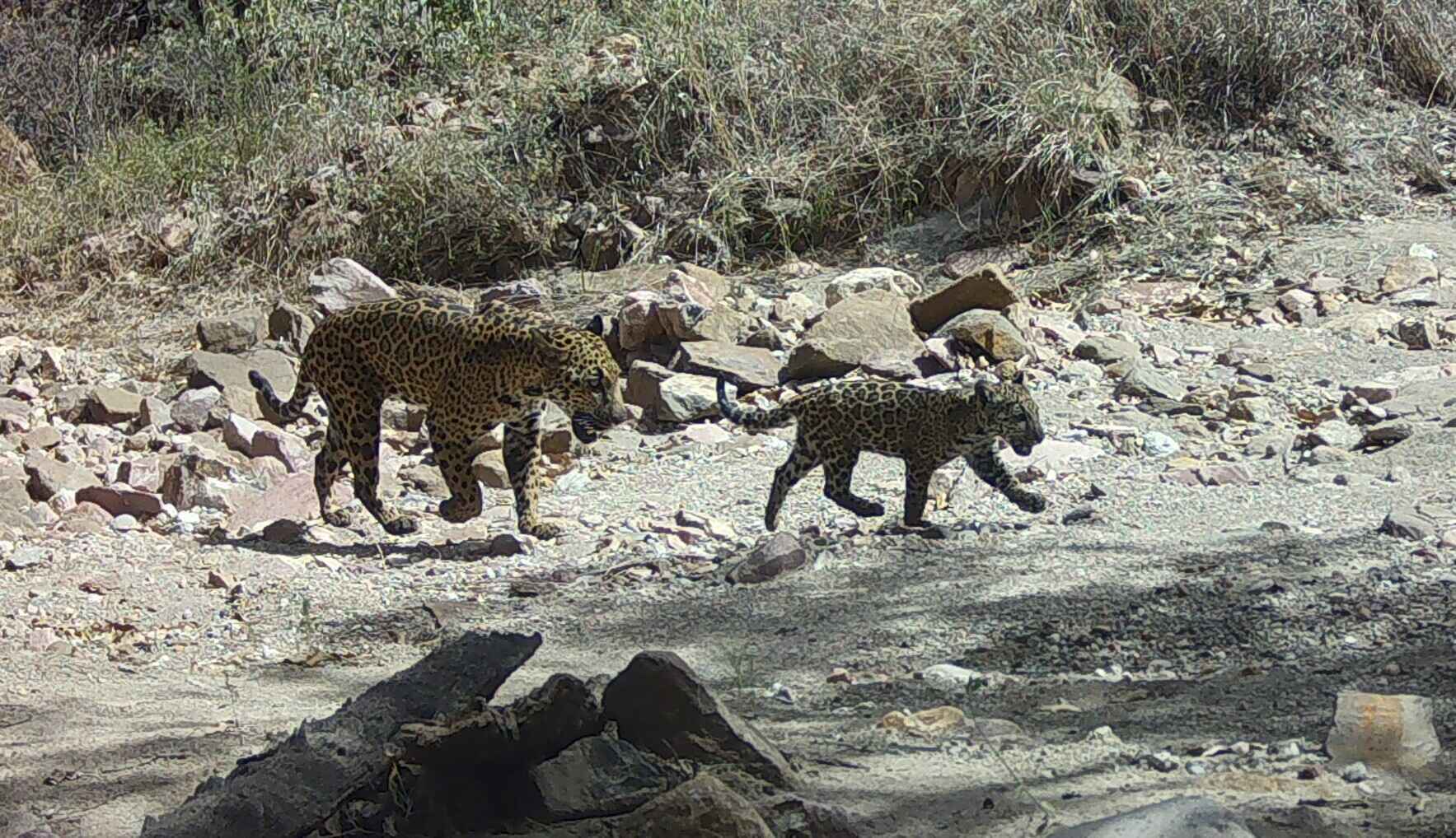 Protecting the World's Northernmost Jaguars image