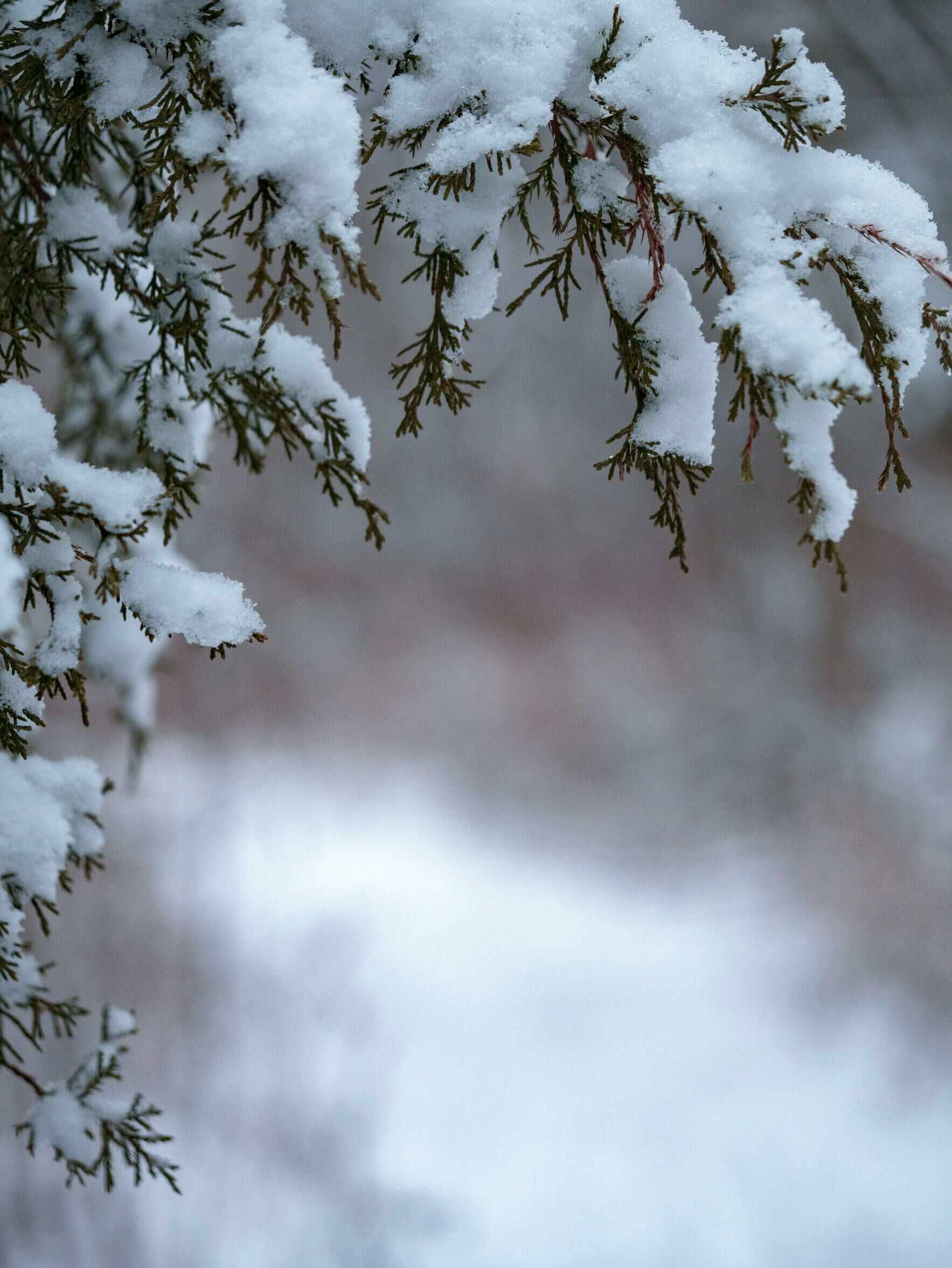 The purpose of Sun Valley Institute for Resilience is to advance community resilience in Idaho’s Wood River Valley region by educating, investing and collaborating to ensure that the economy, environment and people thrive. image