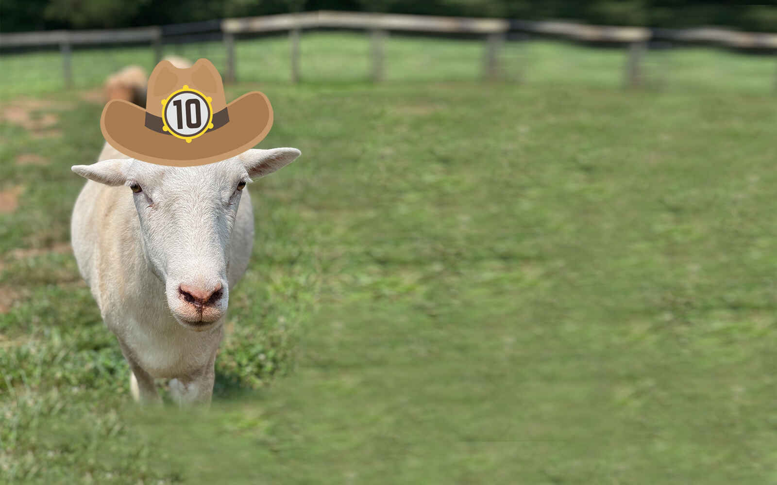 RESCUE RANCH INC - Cheers to 10 years!!