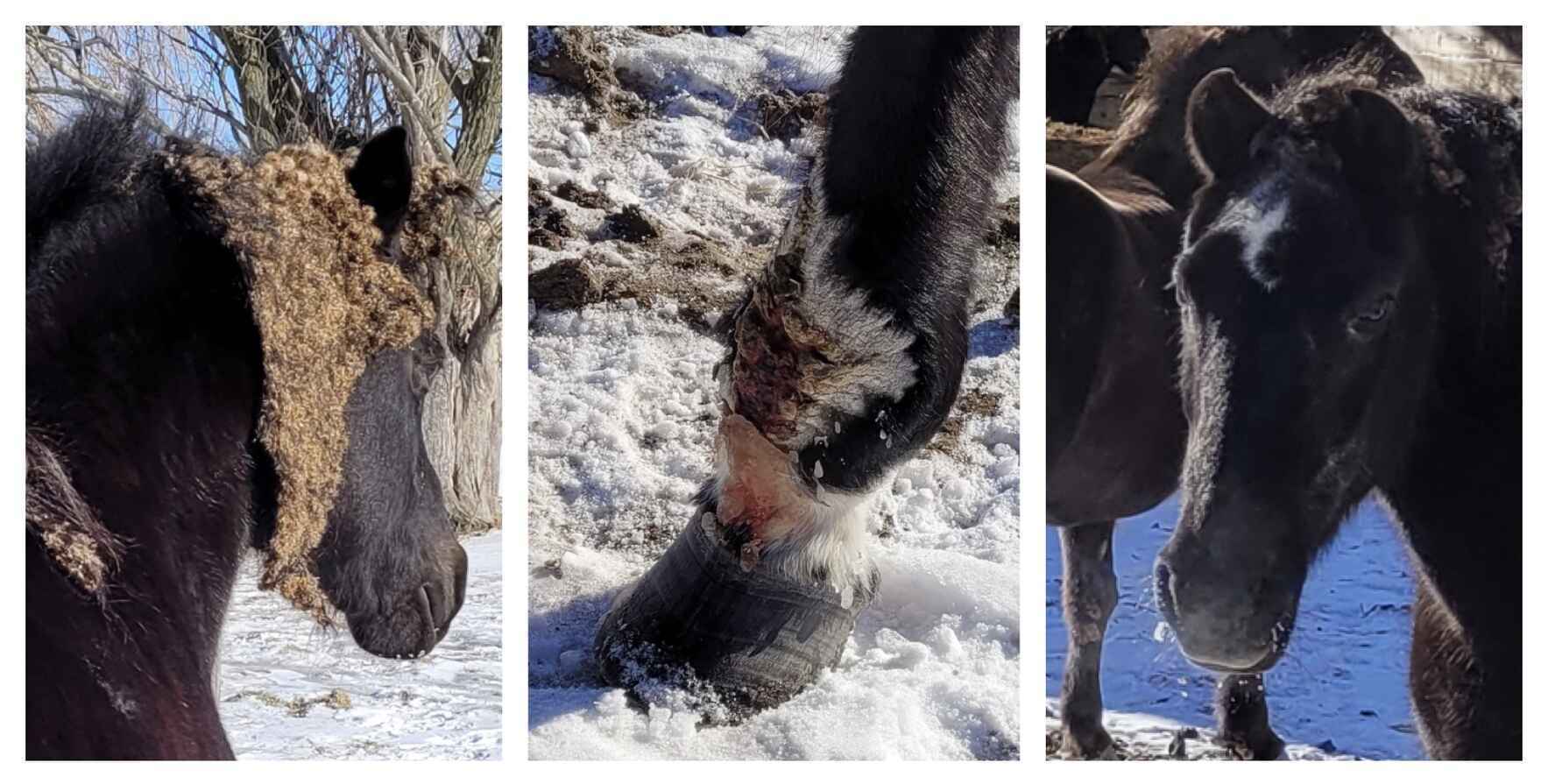 Help Horses Involved in an Animal Welfare Investigation   image