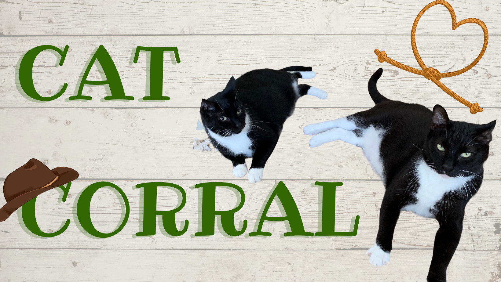 Become a sponsor of the Cat Corral image