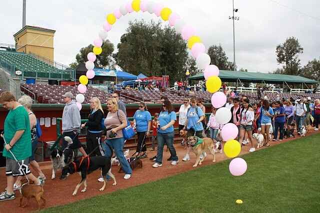 Join us at the 2022 HSSBV Walk for Animals presented by San Manuel Band of Mission Indians! image