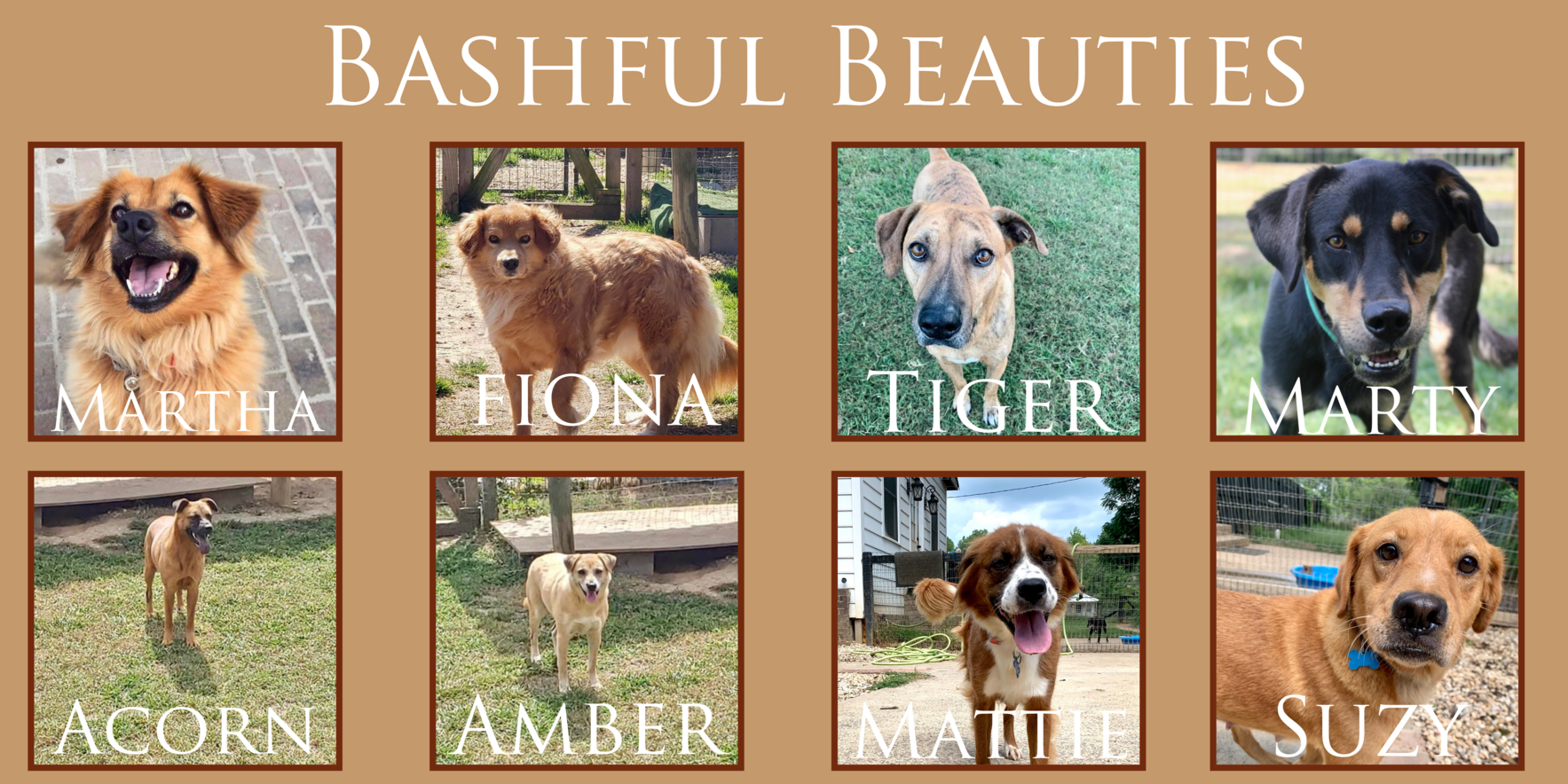The Bashful Beauties Need You! image