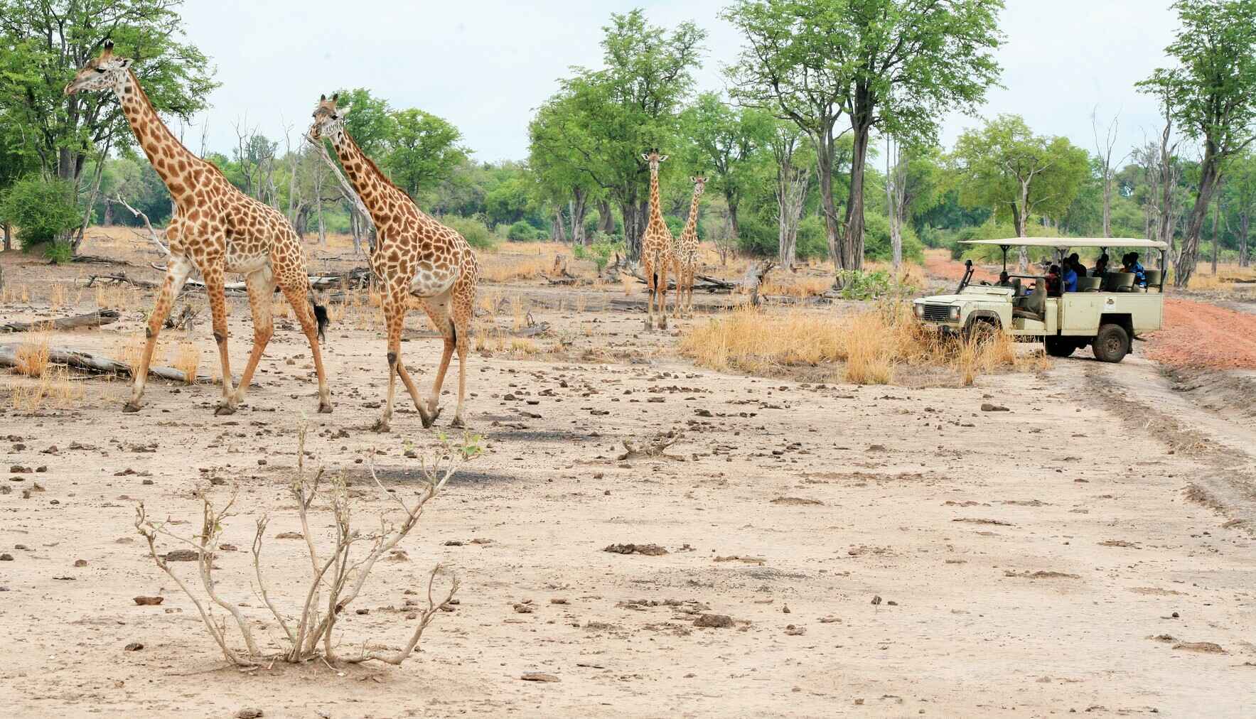 Community Game Drives in South Luangwa  image