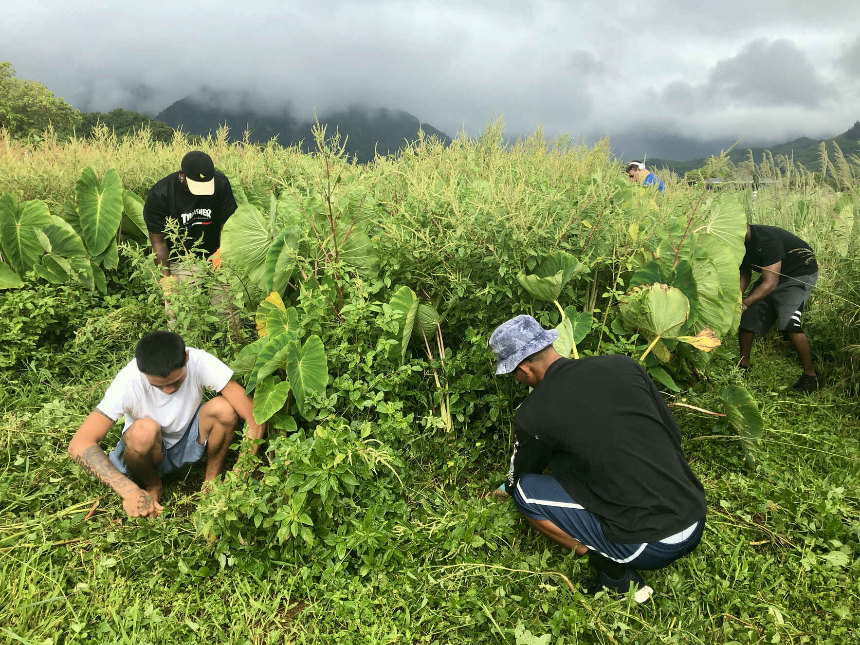 Opportunity Youth Action Hawaiʻi at Kawailoa image