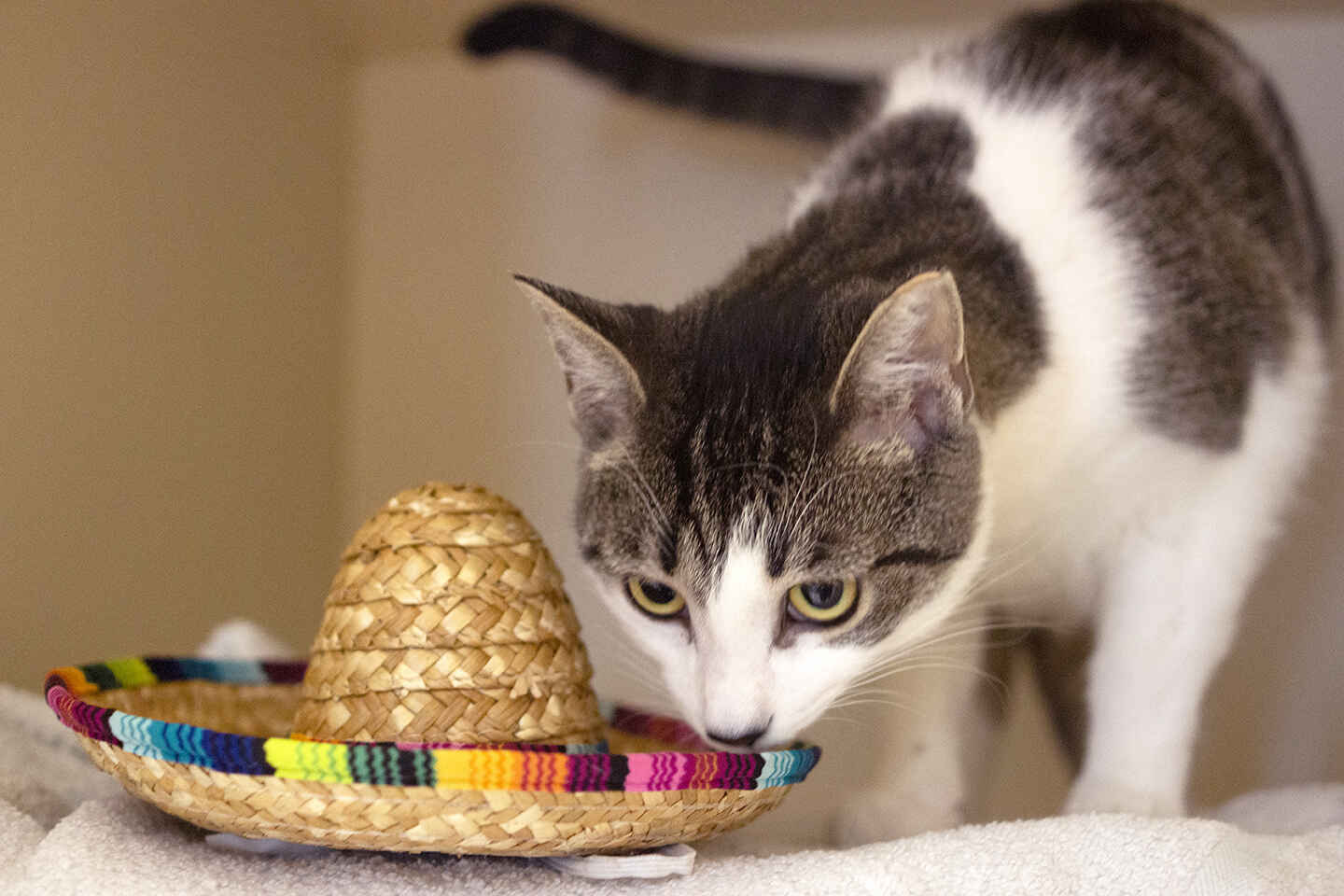 Cinco De Meowo image