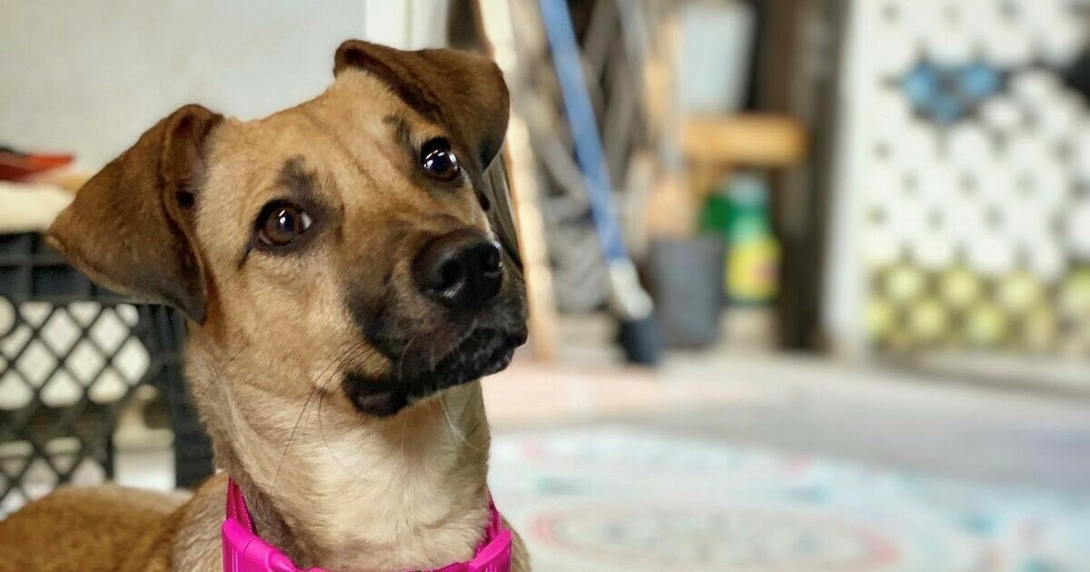 Galveston Island Humane Society Inc Membership 2022