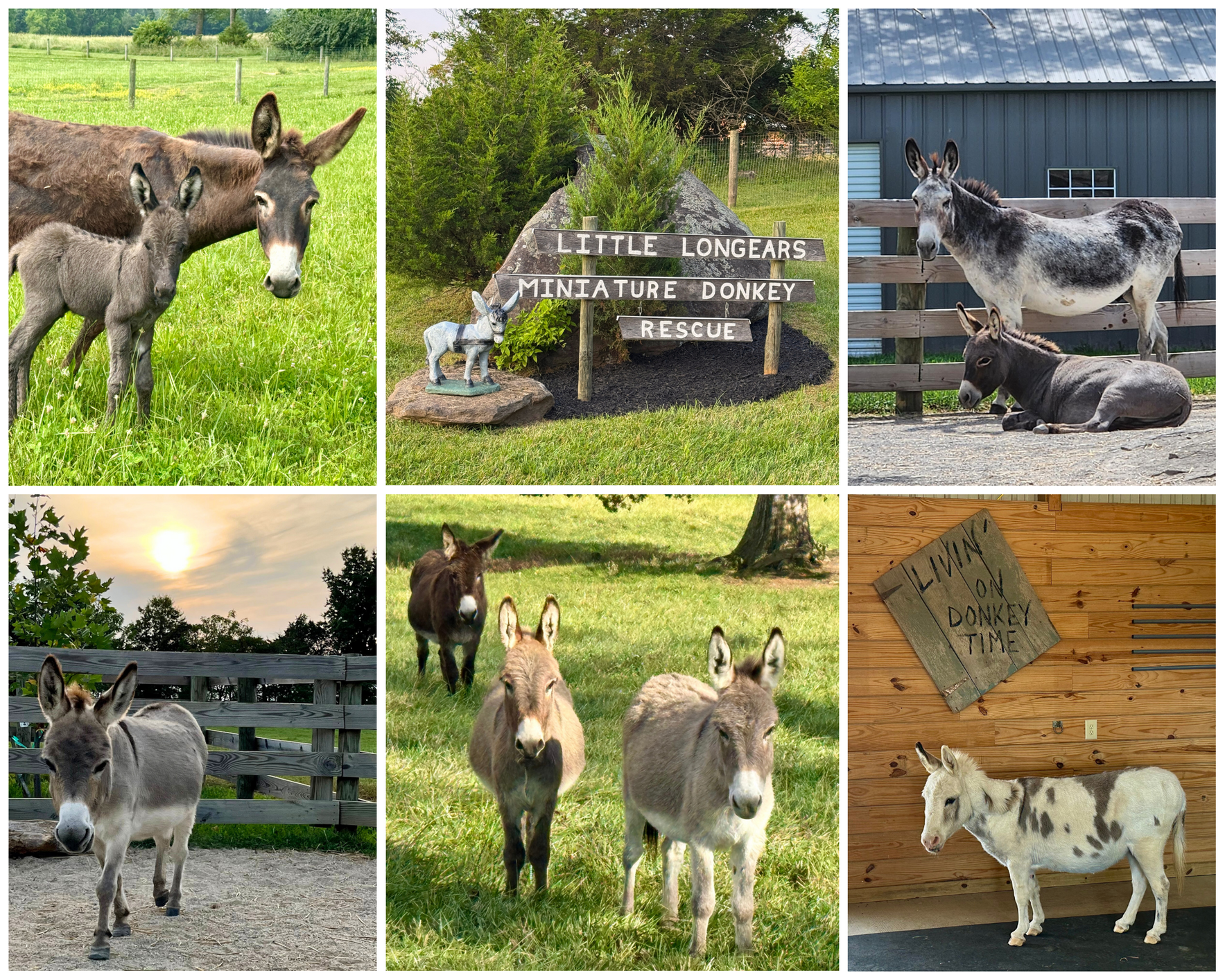 Donate Now to Help Rescue Miniature Donkeys image