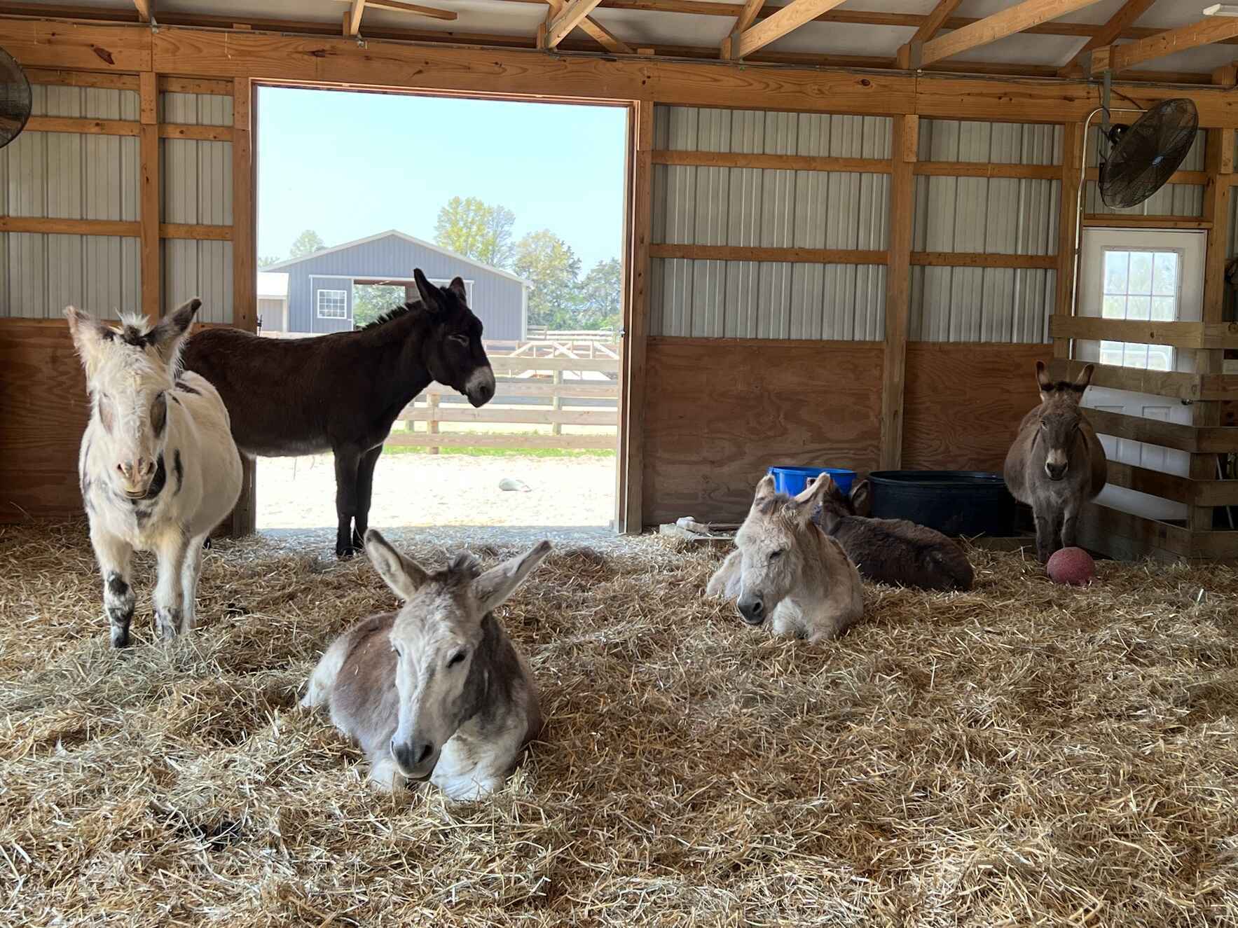 Donate Now to Help Rescue Miniature Donkeys image