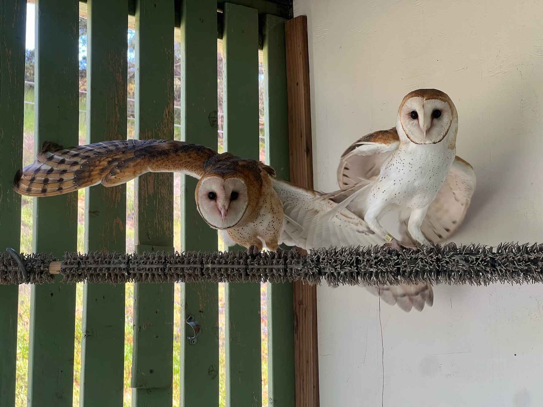 Donate to Pacific Wildlife Care image