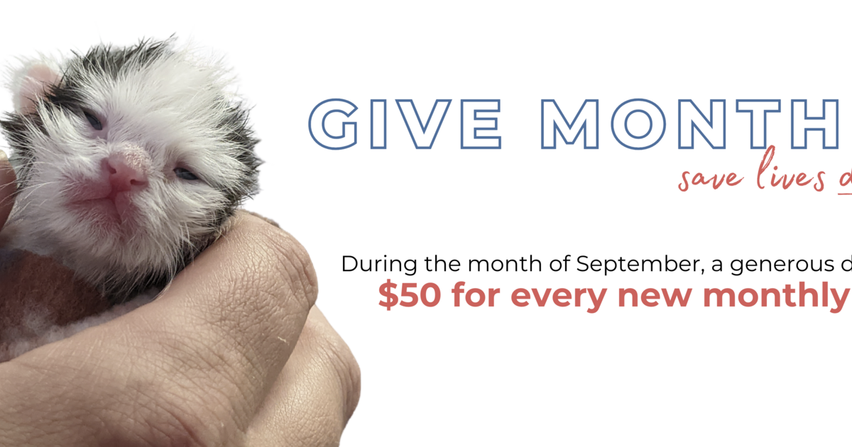 Esther Neonatal Kitten Alliance - Meow-nthly Giving Program