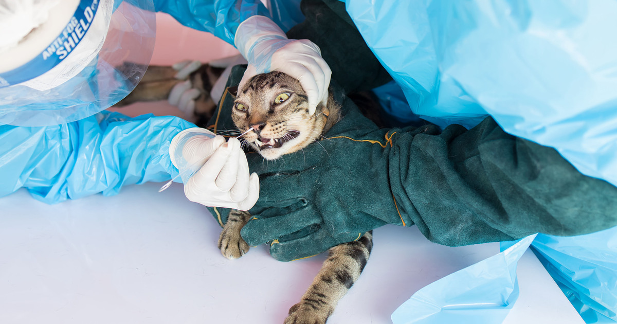 Guardians of Rescue Inc. - End Lab Animal Testing For Good