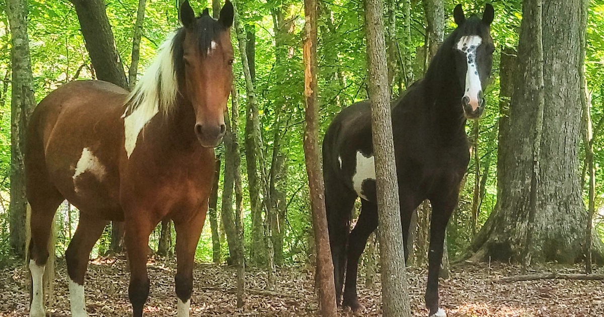 Magnolia Harbor Carefarm Support a Horse!